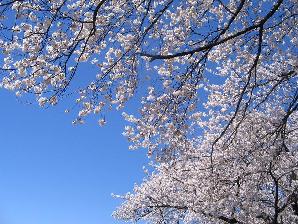 Cherry Blossoms